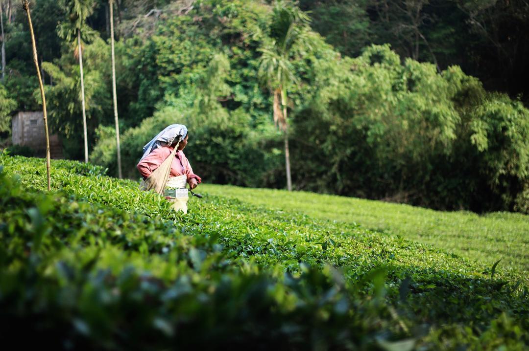 Letstay Vythiri Hill Palace エクステリア 写真
